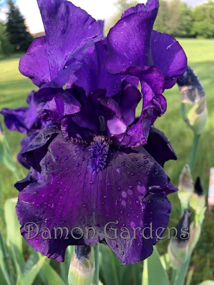 Iris Storm Warning